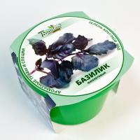 Растение BontiLand Зелень круглый год Базилик Purple 411845